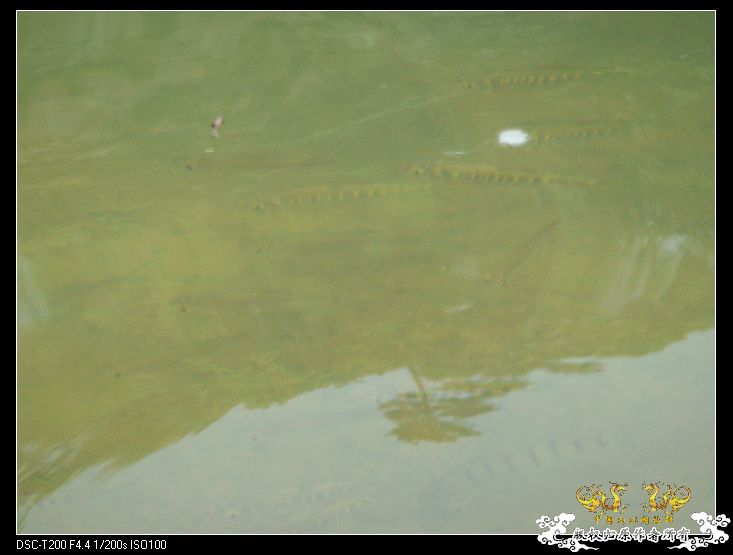 [原创]武夷山印象——国斗群游