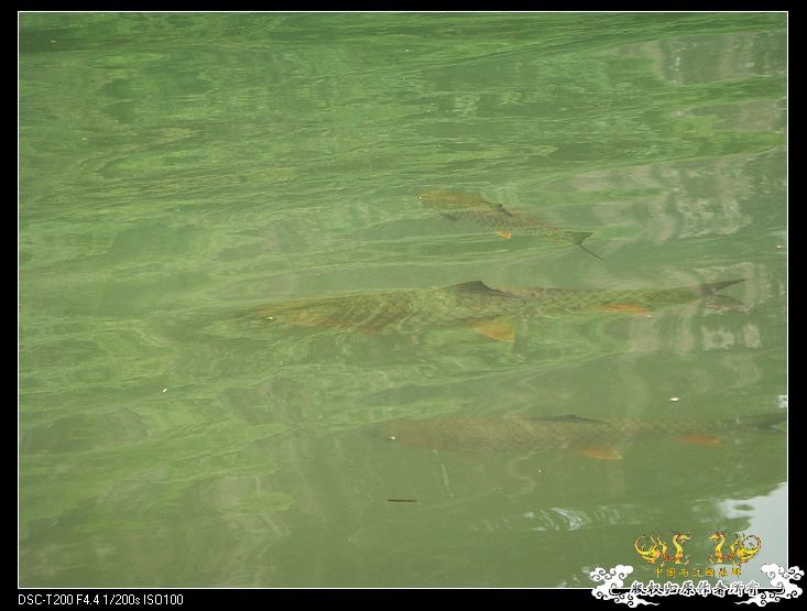 [原创]武夷山印象——国斗群游