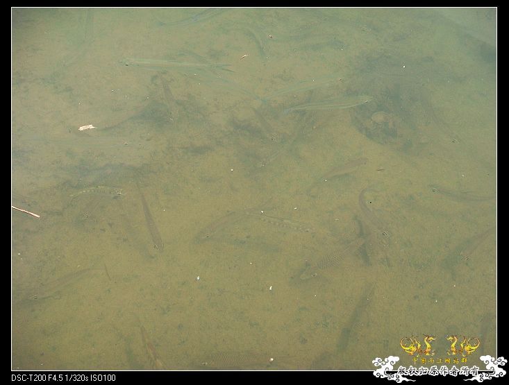 [原创]武夷山印象——国斗群游