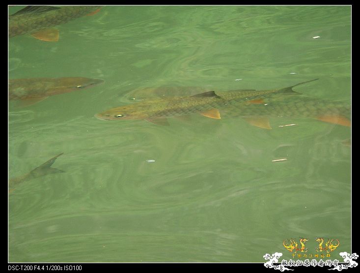 [原创]武夷山印象——国斗群游