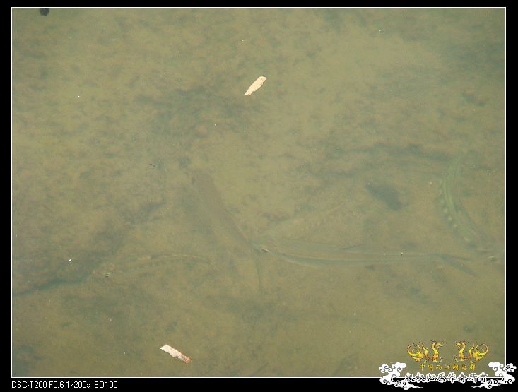 [原创]武夷山印象——国斗群游