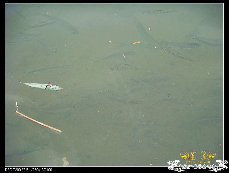 [原创]武夷山印象——国斗群游