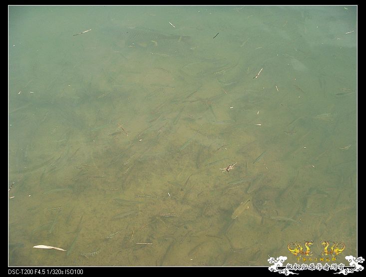 [原创]武夷山印象——国斗群游