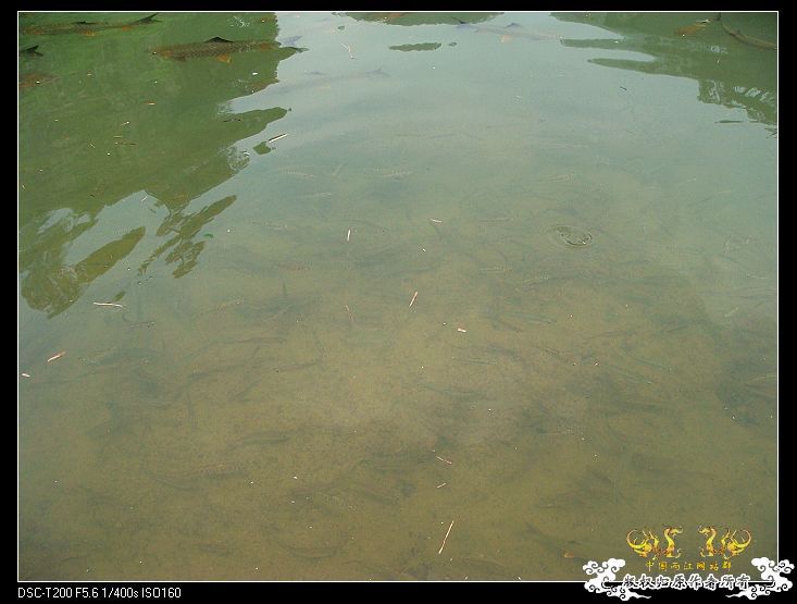 [原创]武夷山印象——国斗群游