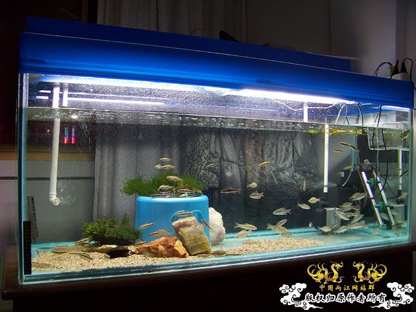 发发我的各类杂鱼