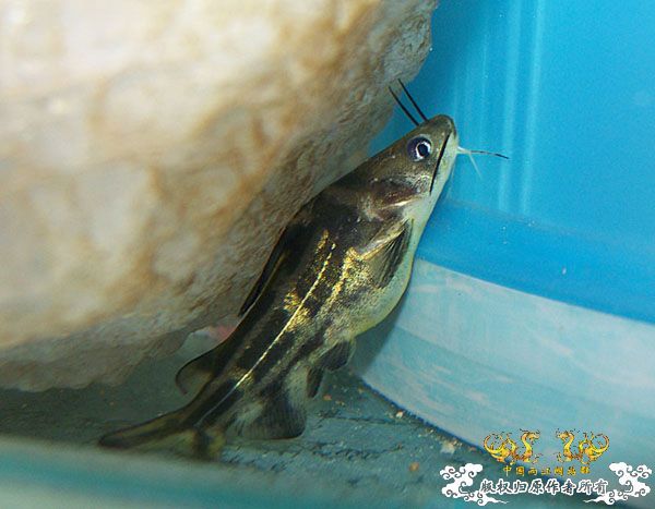 发发我的各类杂鱼