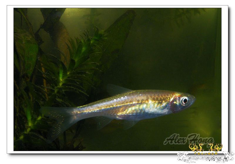 混养缸里的小溪鱼