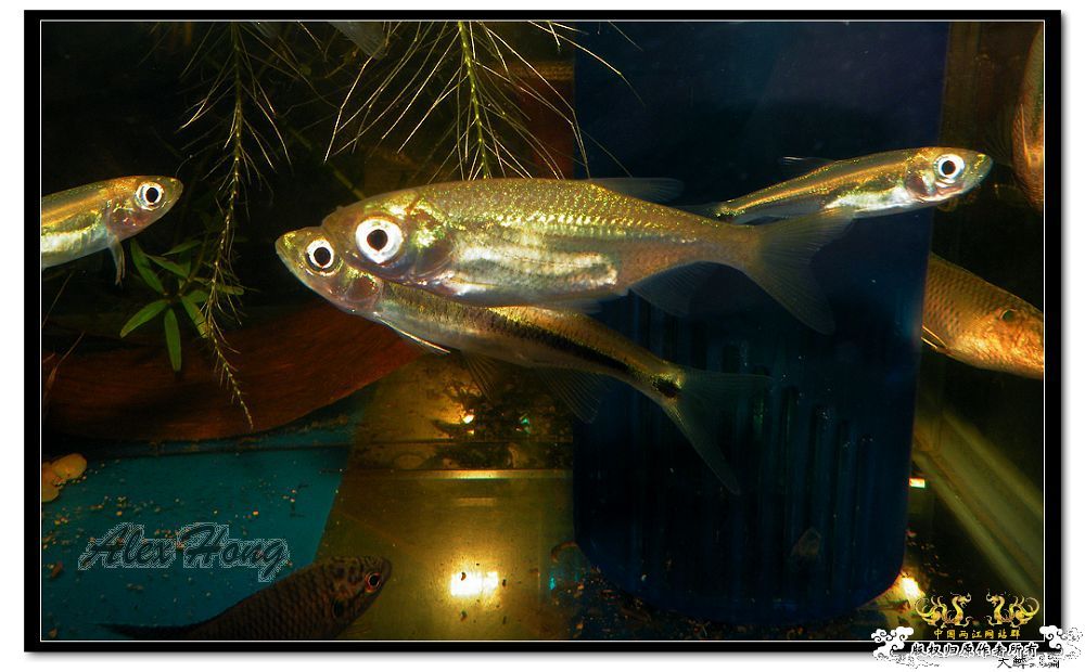 混养缸里的小溪鱼