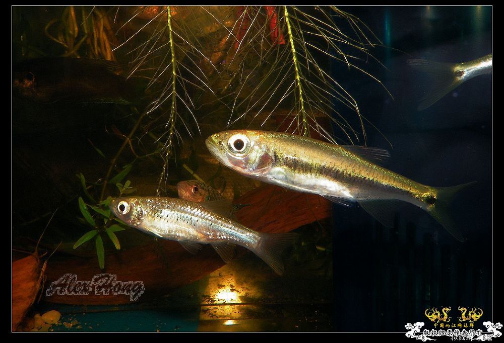 混养缸里的小溪鱼