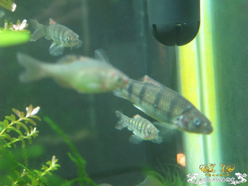 光唇是不是病了？