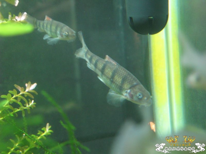 光唇是不是病了？