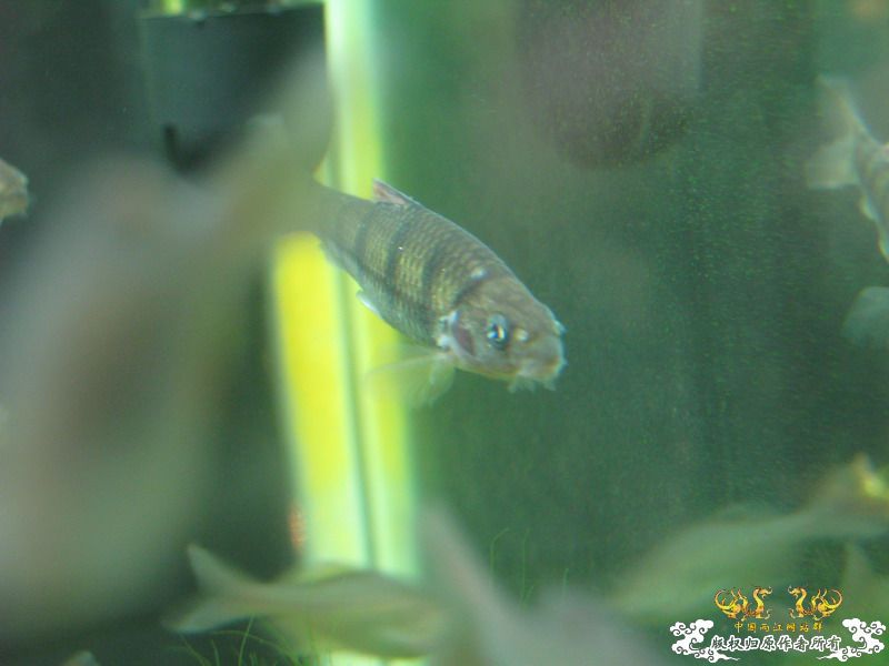 光唇是不是病了？