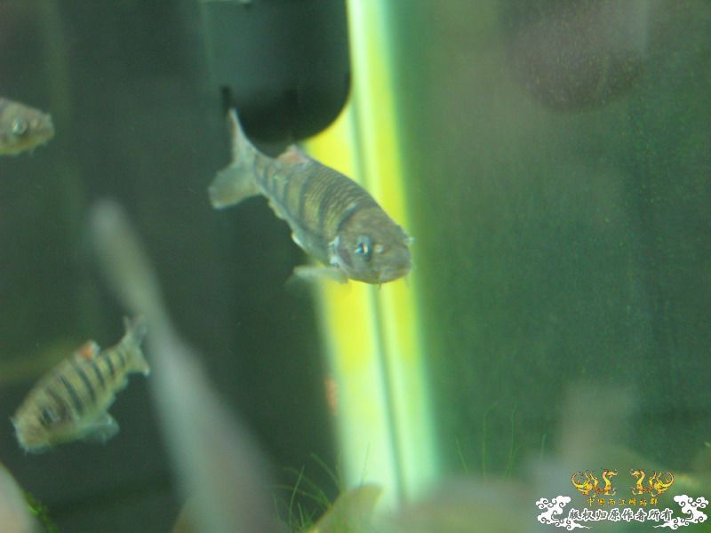 光唇是不是病了？