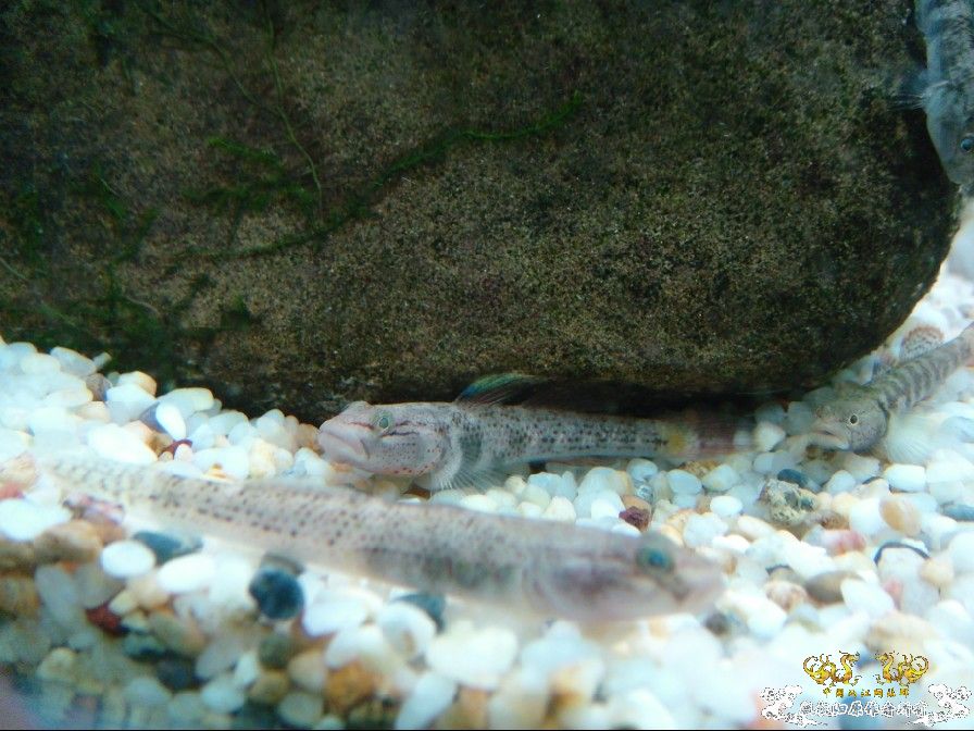 [原创]雀斑  神农   盎堂  嵊泗胡句 发情光唇