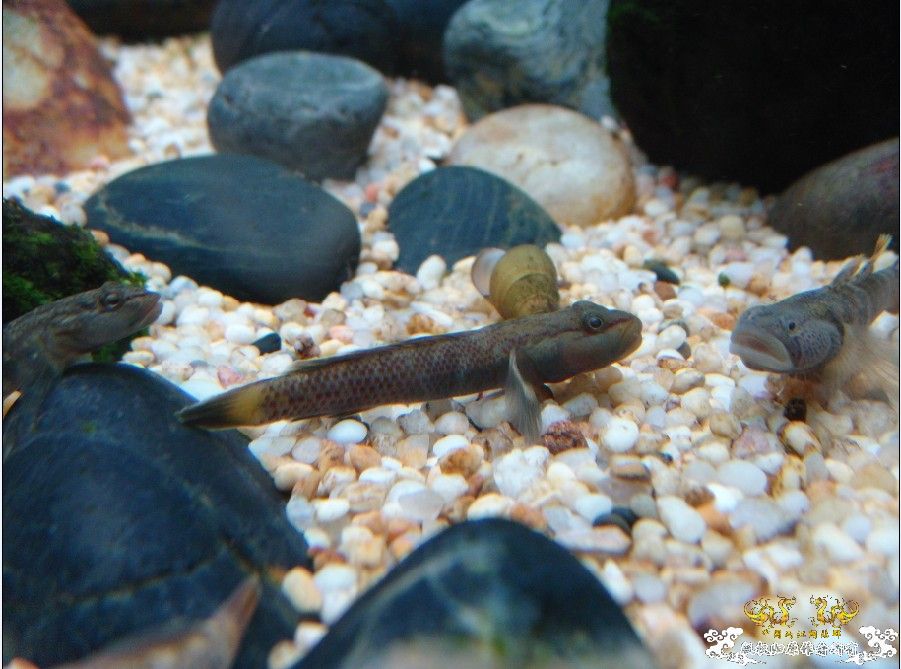 [原创]雀斑  神农   盎堂  嵊泗胡句 发情光唇