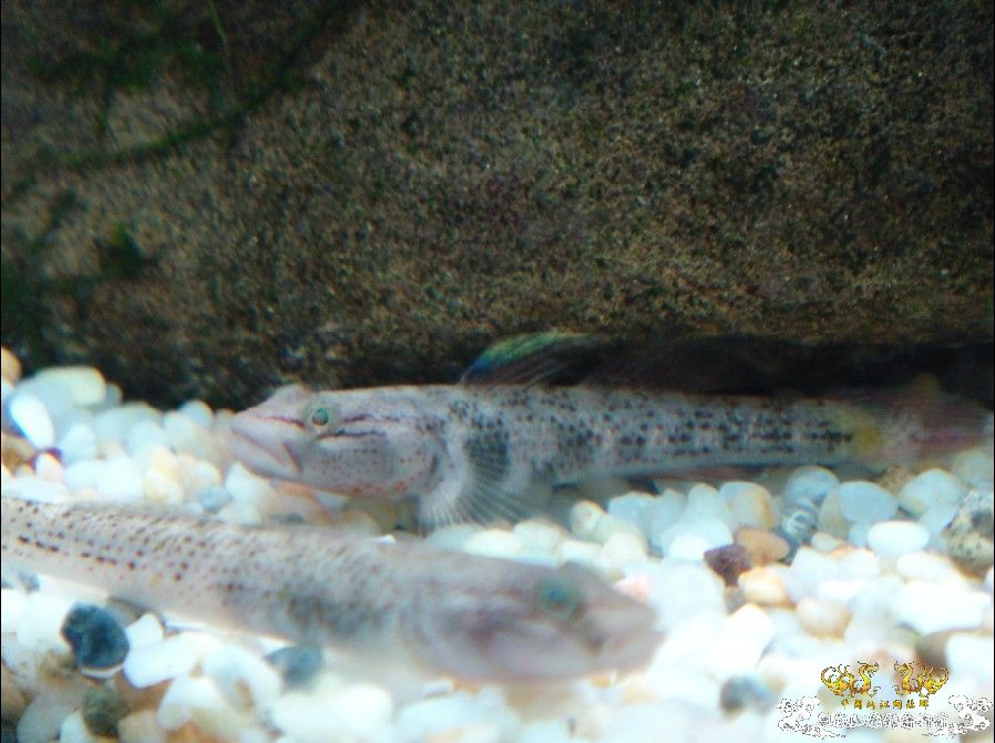 [原创]雀斑  神农   盎堂  嵊泗胡句 发情光唇