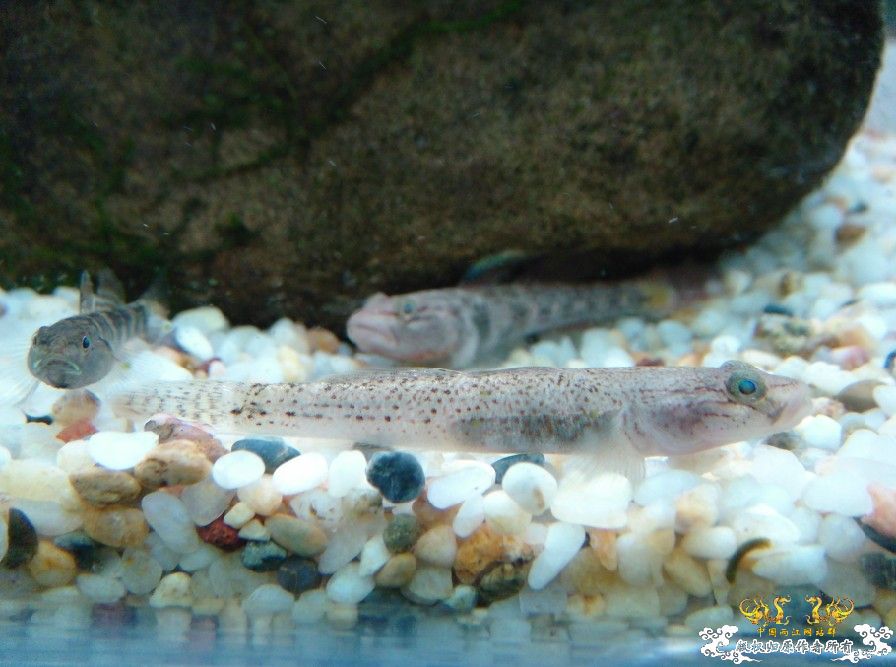 [原创]雀斑  神农   盎堂  嵊泗胡句 发情光唇