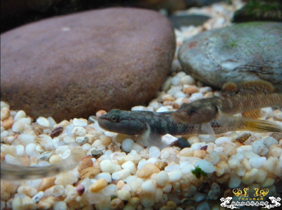 [原创]雀斑  神农   盎堂  嵊泗胡句 发情光唇