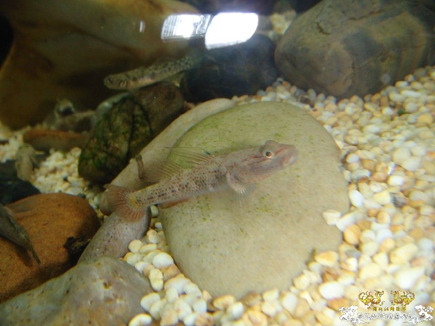 [原创]雀斑  神农   盎堂  嵊泗胡句 发情光唇