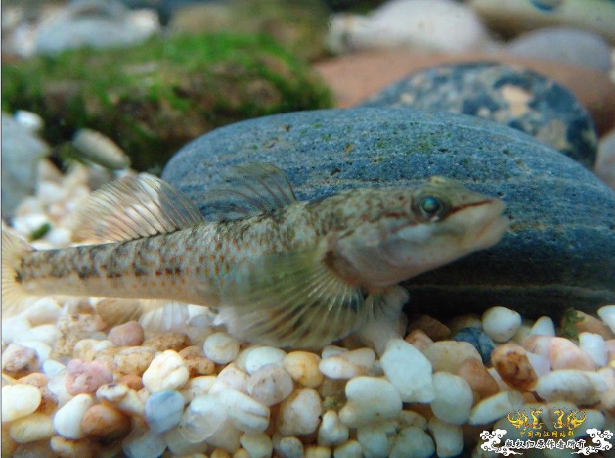 [原创]雀斑  神农   盎堂  嵊泗胡句 发情光唇