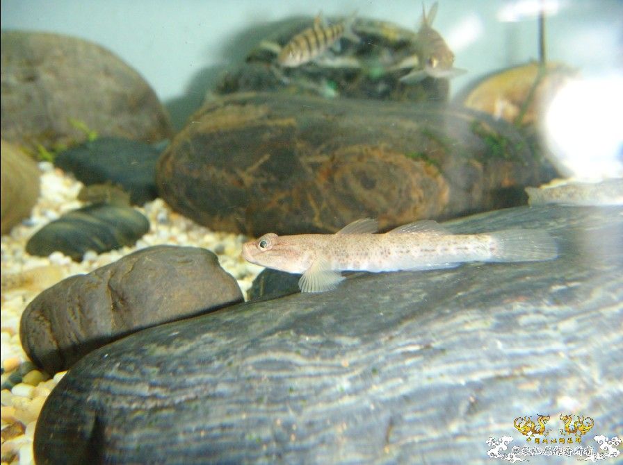 [原创]雀斑  神农   盎堂  嵊泗胡句 发情光唇