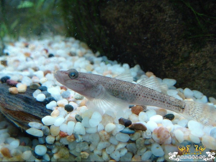 [原创]雀斑  神农   盎堂  嵊泗胡句 发情光唇