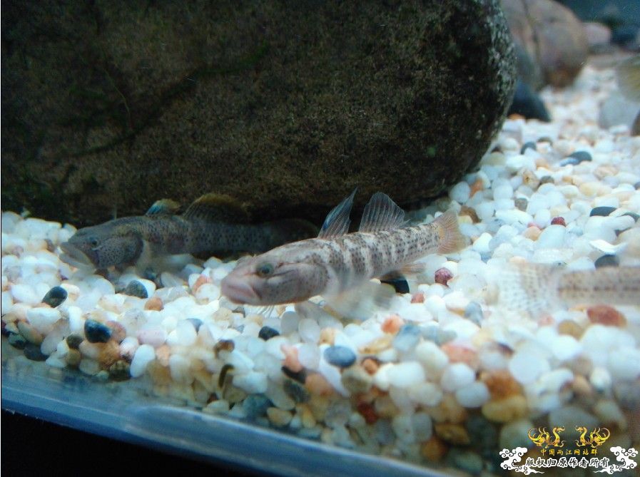 [原创]雀斑  神农   盎堂  嵊泗胡句 发情光唇