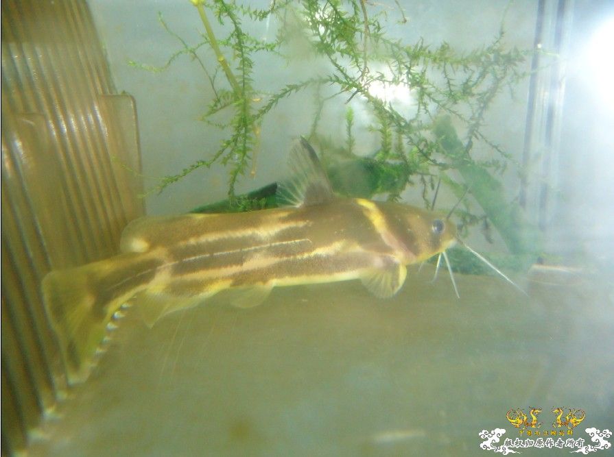 [原创]雀斑  神农   盎堂  嵊泗胡句 发情光唇