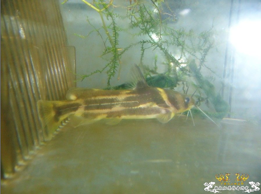 [原创]雀斑  神农   盎堂  嵊泗胡句 发情光唇