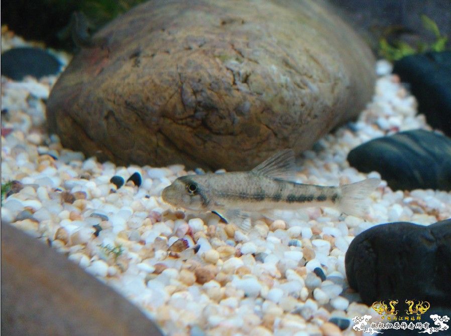 [原创]雀斑  神农   盎堂  嵊泗胡句 发情光唇