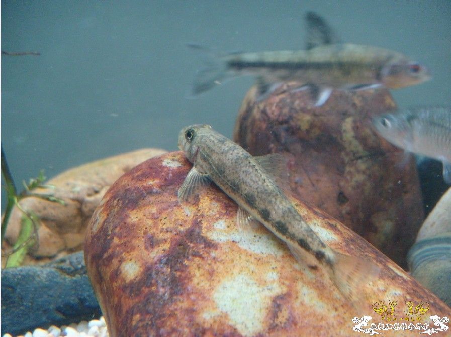 [原创]雀斑  神农   盎堂  嵊泗胡句 发情光唇