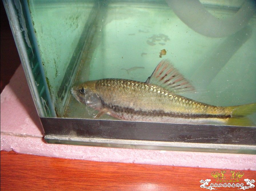 [原创]雀斑  神农   盎堂  嵊泗胡句 发情光唇