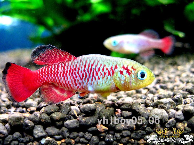 最近对这个比较感冒