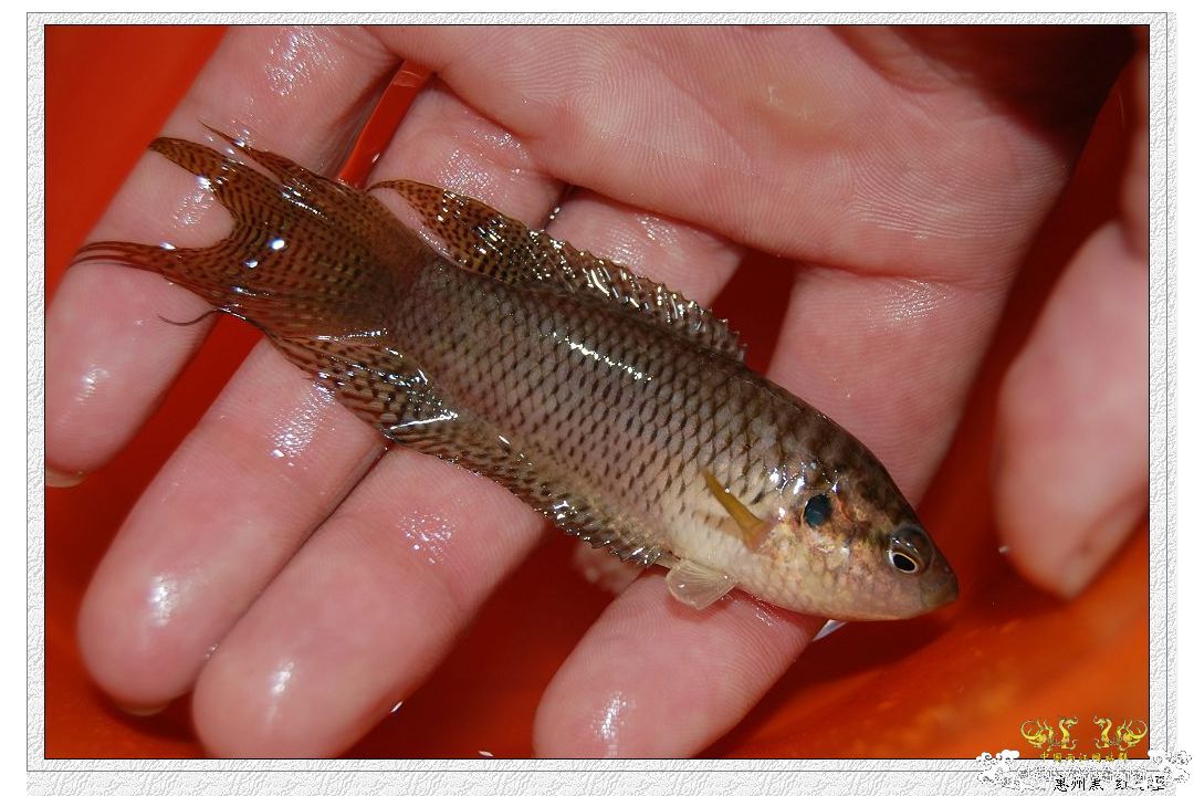 拉丝不错的惠州黑