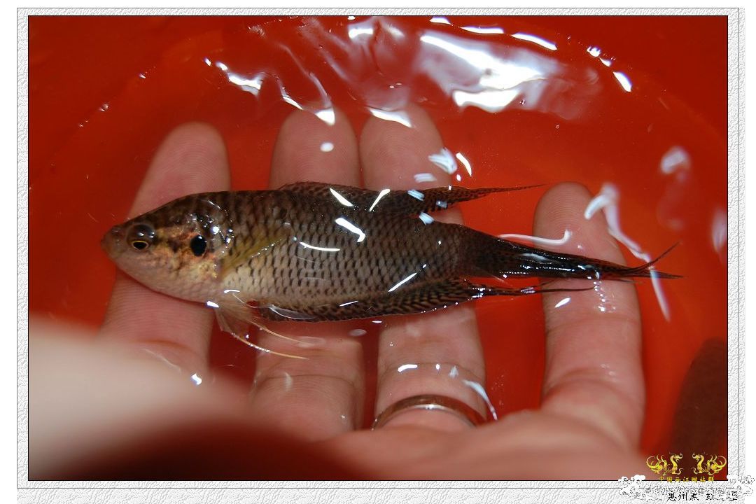 拉丝不错的惠州黑