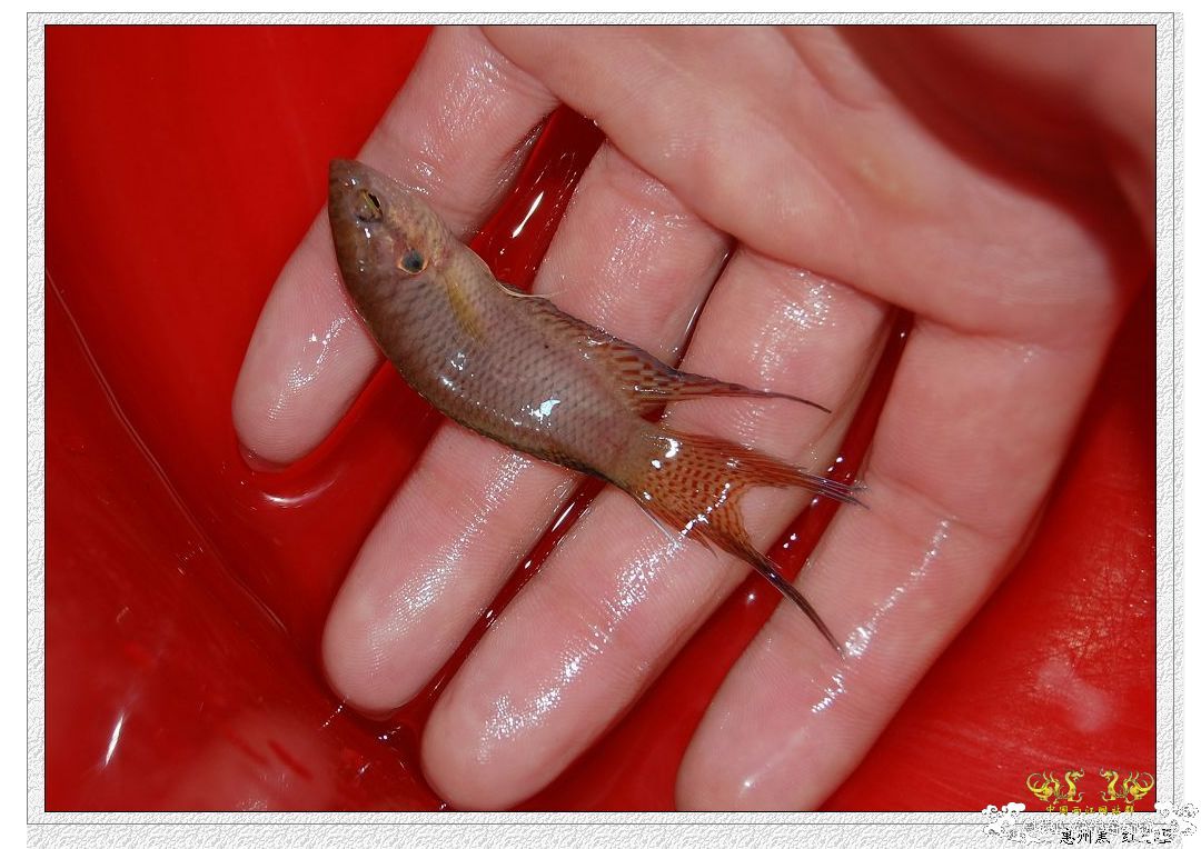 拉丝不错的惠州黑