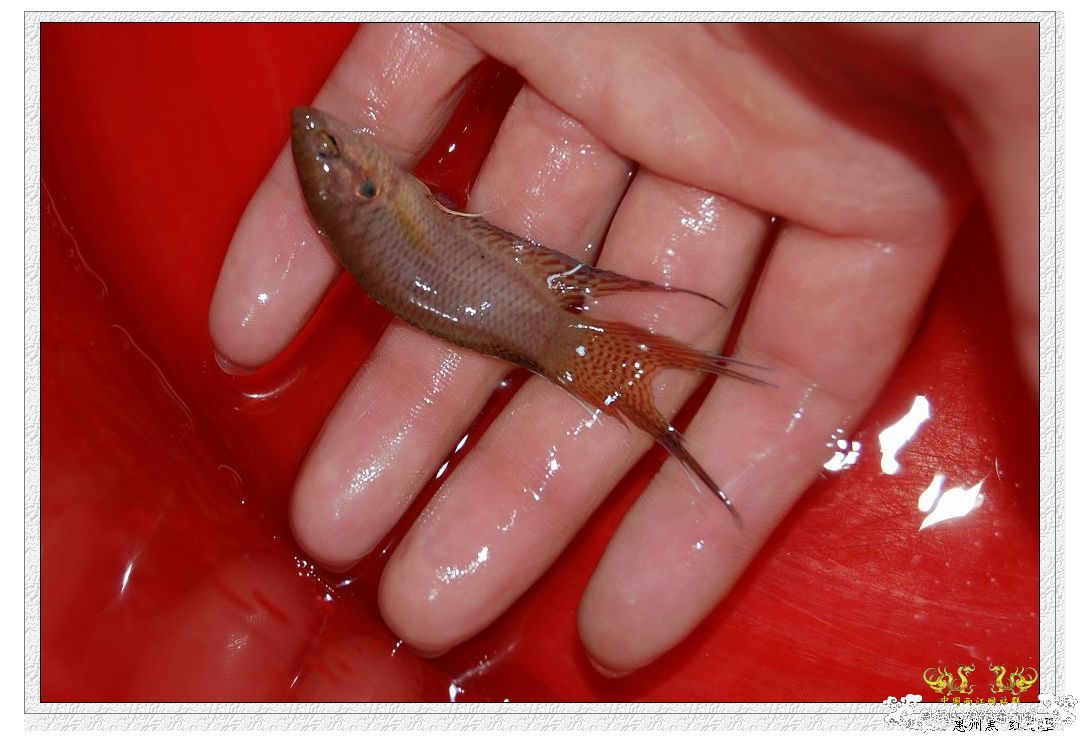 拉丝不错的惠州黑