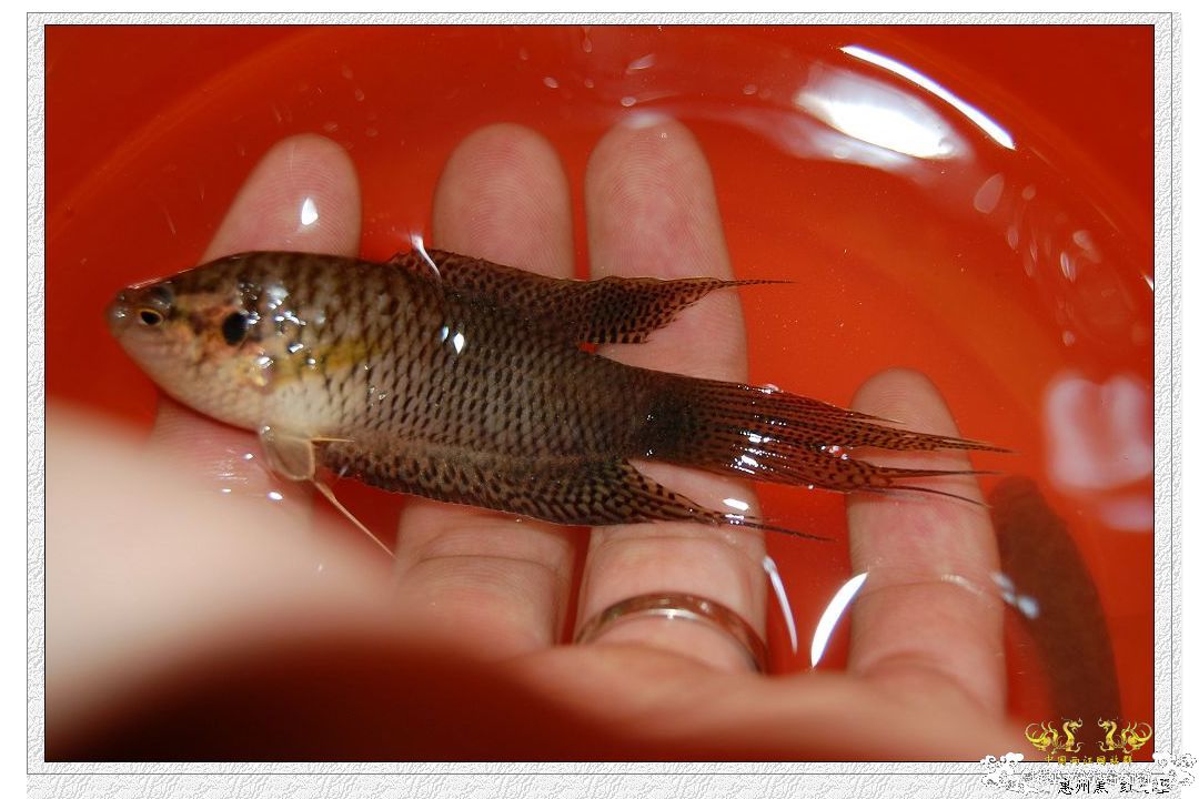 拉丝不错的惠州黑