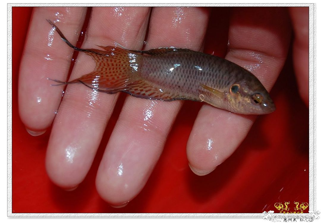 拉丝不错的惠州黑