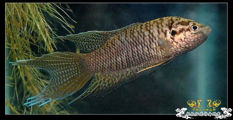 拉丝不错的惠州黑