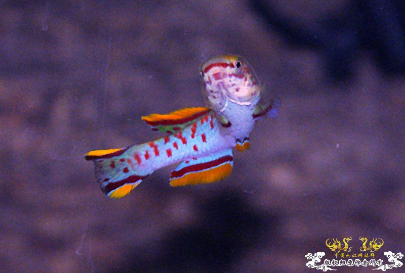 最近对这个比较感冒