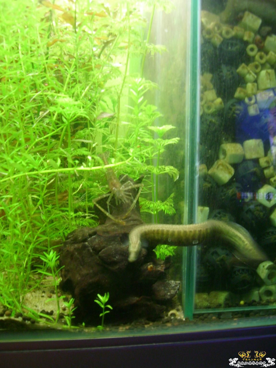 处女贴★大刺鳅