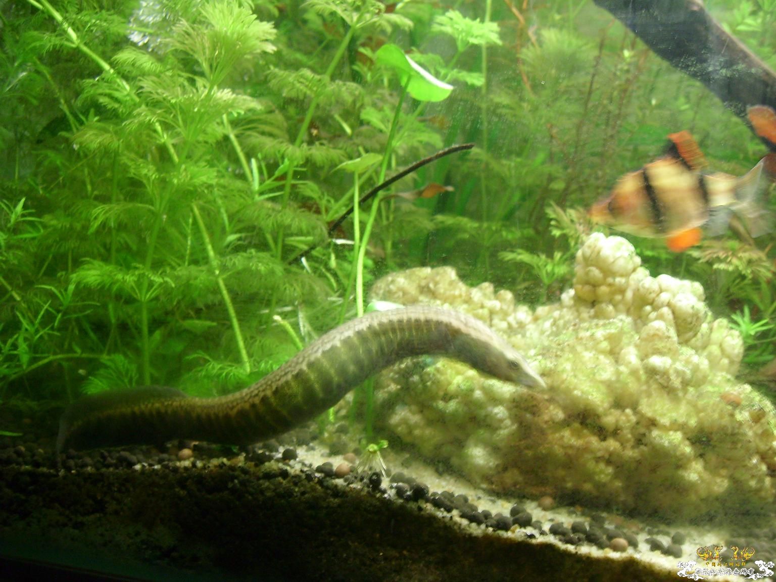 水王灌水之刺鳅传说