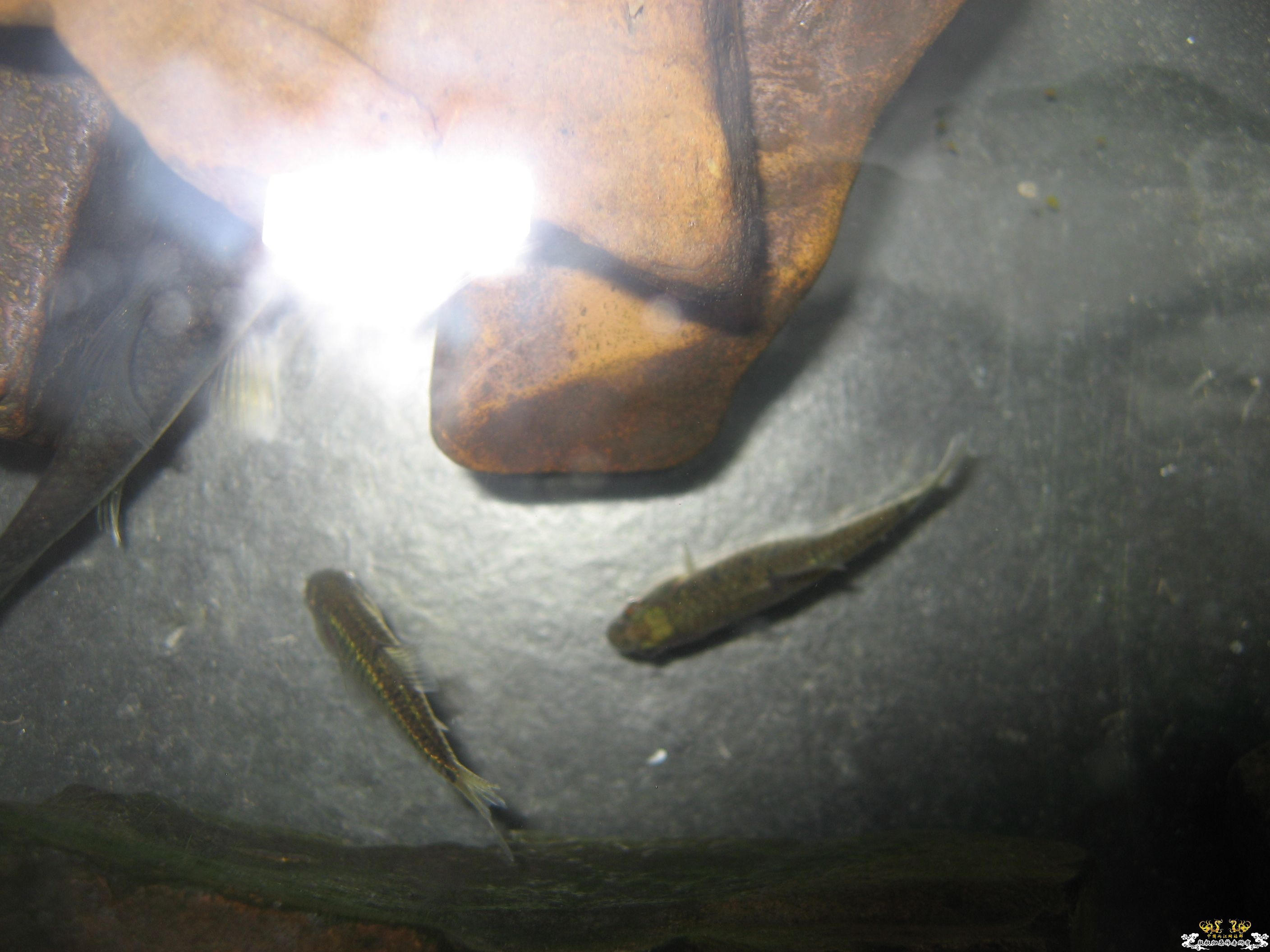 小巴怎么停下来的时候是侧着的~