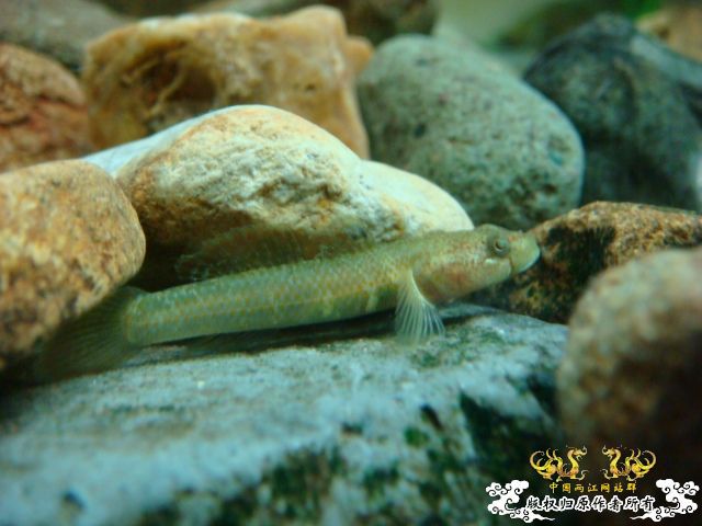 什么虾虎？