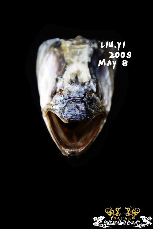 关键词：【高贵的头颅】