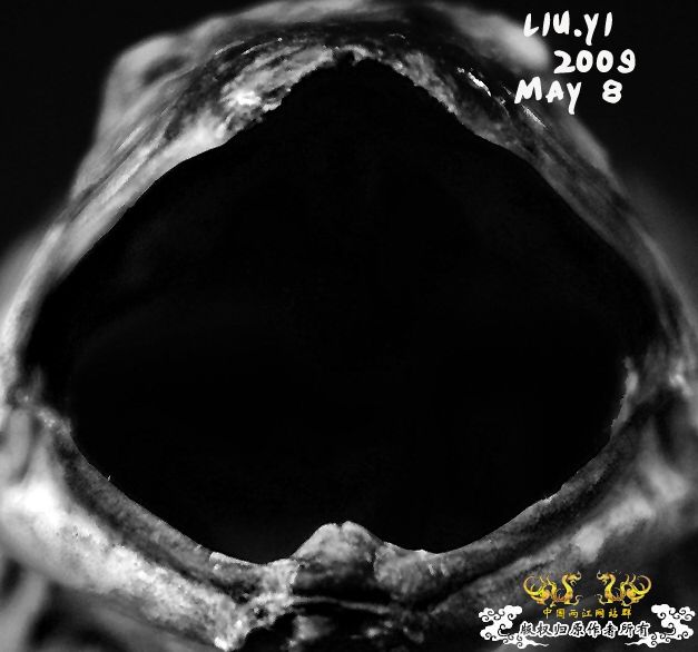 关键词：【高贵的头颅】