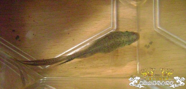 蛮可爱的畸形叉