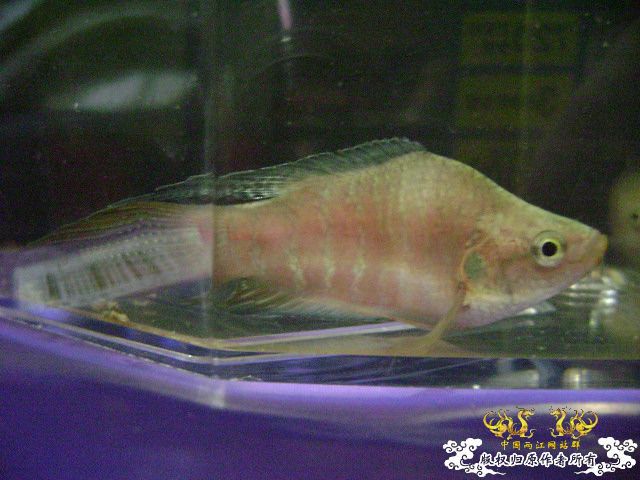 蛮可爱的畸形叉