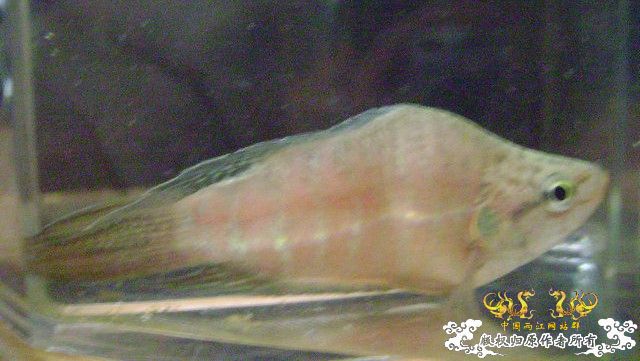 蛮可爱的畸形叉